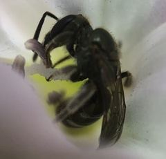 Halictidae