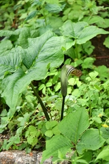 Arisaema propinquum