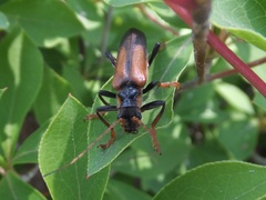 Lycocerus suturellus