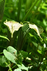 Arisaema propinquum