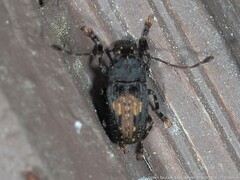 Piesocorynus plagifer