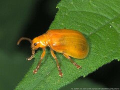 Monocesta coryli