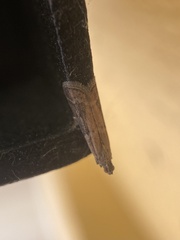 Ephestia elutella