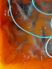 Macrobrachium rosenbergii