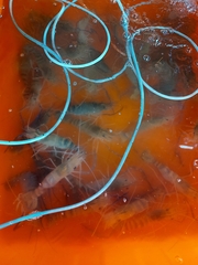 Macrobrachium rosenbergii