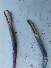 Macrobrachium rosenbergii