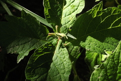 Triosteum pinnatifidum