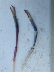 Macrobrachium rosenbergii