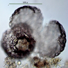 Netzelia tuberculata