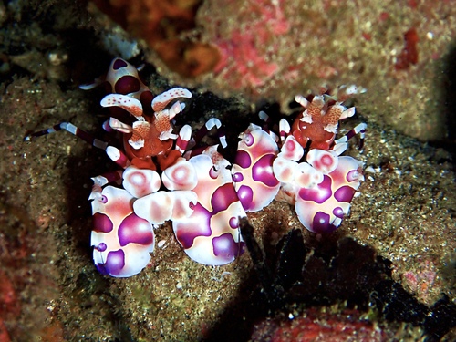 Photo of Harlequin shrimp (Hymenocera picta)