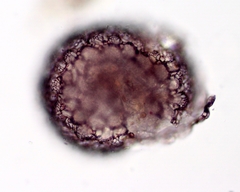 Netzelia tuberculata