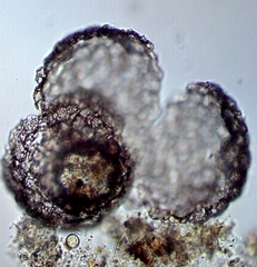 Netzelia tuberculata