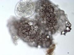 Netzelia tuberculata