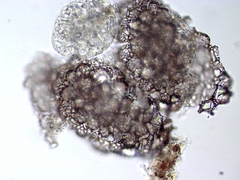 Netzelia tuberculata