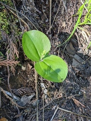 Neottia banksiana
