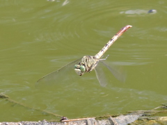 Arigomphus submedianus