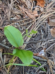 Neottia banksiana