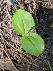 Neottia banksiana
