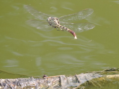 Arigomphus submedianus