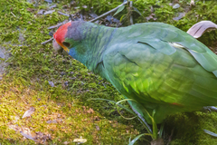 Amazona rhodocorytha