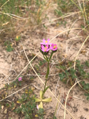 Centaurium littorale