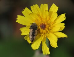 Acmaeodera pilosellae