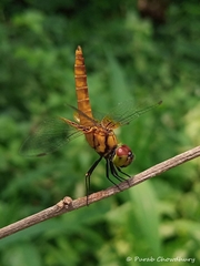 Aethriamanta brevipennis