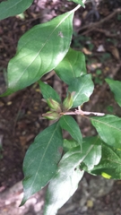 Hypoestes caudata