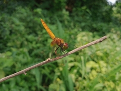 Aethriamanta brevipennis