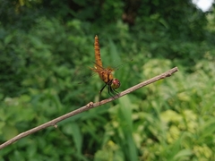 Aethriamanta brevipennis