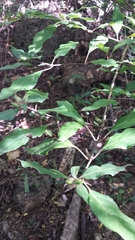 Hypoestes caudata