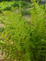 Athyrium distentifolium