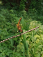 Aethriamanta brevipennis