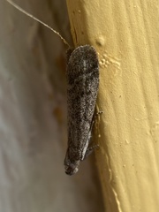 Ephestia elutella