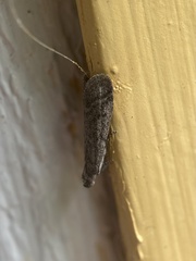 Ephestia elutella