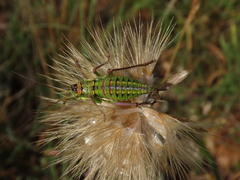 Parasteropleurus perezii