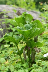 Arisaema propinquum