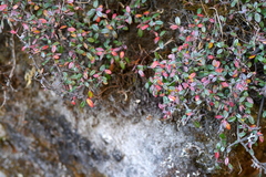 Cotoneaster microphyllus