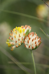 Anthyllis vulneraria polyphylla