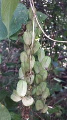 Dioscorea quartiniana