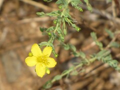 Hypericum triquetrifolium