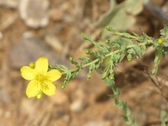 Hypericum triquetrifolium