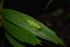 Copiphora brevirostris