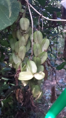 Dioscorea quartiniana