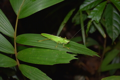 Copiphora brevirostris