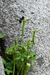 Arisaema jacquemontii