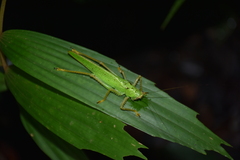 Copiphora brevirostris