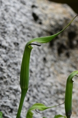 Arisaema jacquemontii