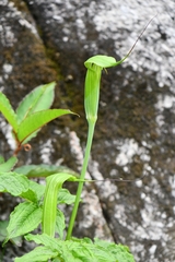Arisaema jacquemontii