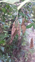 Dioscorea quartiniana